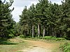 Dunwich Forest