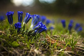 Gentiana grandiflora.