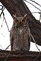 Great horned owl