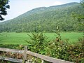 Bosgebied Hancock Overlook