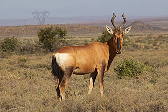 Bubale caama au Parc national du Karoo, en Afrique du Sud.