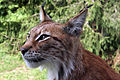 11. Eurázsiai hiúz (Lynx lynx) a svédországi Skåne Állatkertben (javítás)/(csere)