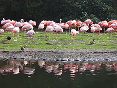 Flamant du Chili (Phoenicopterus chilensis)