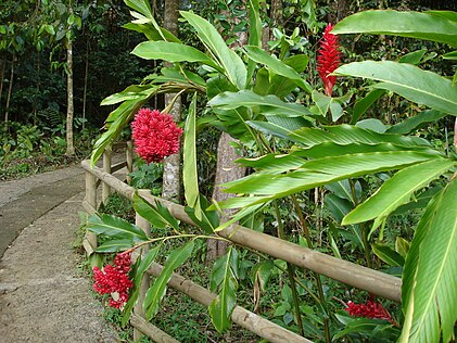 Alpinia purpurata (red ginger)