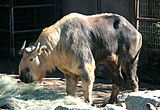 在圣迭戈动物园的成年四川羚牛