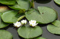 Nymphaea alba at Domburg, Netherlands.