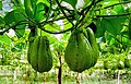 Chayote growing on vines