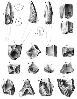 A Trachodon mirabilis fogai