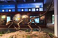 自貢恐竜博物館の展示