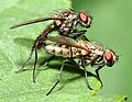 Root-maggot flies, at Anthomyiidae, by André Karwath