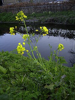 Brassica rapa