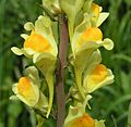 Common toadflax (Linaria vulgaris) close-up