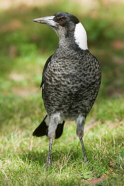 Australian Magpie