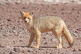 Zorro colorado o culpeo (Lycalopex culpaeus)