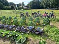 Sommerfest der Landbaugemeinschaft „Sonnenhof“ in Deindrup (Anfang September)
