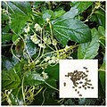 Flowers and pollen grains of Cuscuta from Mumbai, India