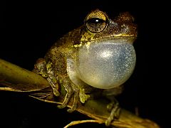 Seekor katak hijau di gunung Cyclops, Jayapura, Papua