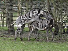 A pair of Grévy's zebras mating