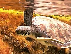 Penyu hijau di laguna Cayman Turtle Farm