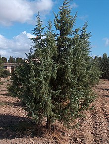 Juniperus oxycedrus g1.jpg