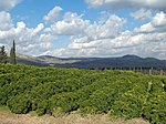 Un huerto en la Alta Galilea