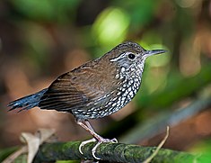 Picerthie de Saint-Hilaire (Lochmias nematura)