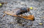 Musca domestica på en lönnvinge under en regnig dag.