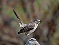 Image 78Northern mockingbird in a "tail up" display in Green-Wood Cemetery