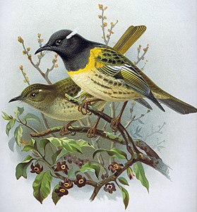 John Gerrard Keulemans, 1887–1888