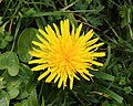 Taraxacum officinale