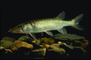 זאב נהר מהמין Esox niger