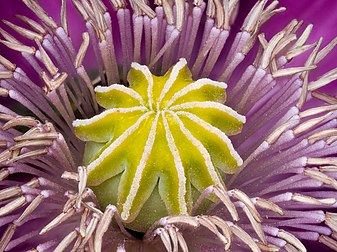 Pistil et étamines d'un pavot somnifère. (définition réelle 5 176 × 3 872)