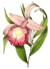 Sobralia macrantha