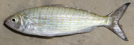 Arripis georgianus