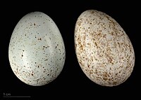 Turdus merula merula - Museu de Tolosa