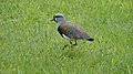 V. c. chilensis (Valdivia, Chile)