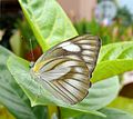 Betina Appias libythea(Fabricius) di Kuala Lumpur, Malaysia.