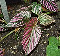 Begonia exotica