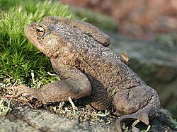 Parastais krupis (Bufo bufo)