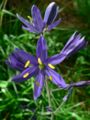 Aukštoji kamasija (Camassia quamash)