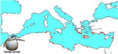 Locais de desova no Mediterrâneo
