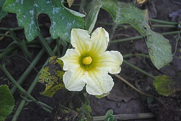 Male flower at anthesis