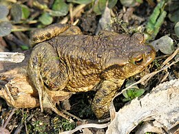 Pilkoji rupūžė (Bufo bufo)