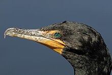 Double crested cormorant