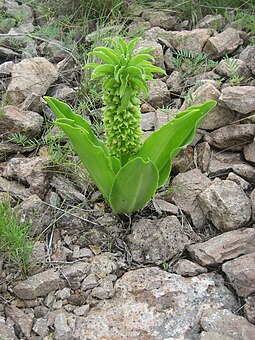 Eucomis autumnalis 2