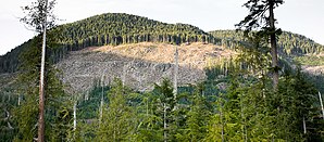 Kahlschlag im Gordon River Valley nahe Port Renfrew