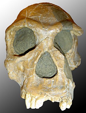 Homo habilis, το πρώτο μέλος Homo