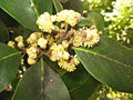 Kanarianlaakerin (Laurus azorica) kukinto