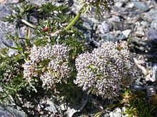 Ligusticum mutellinoides.JPG