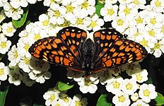 Askepletvinge Euphydryas maturna